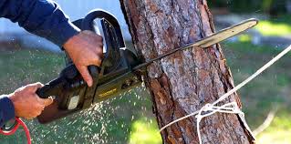 How Our Tree Care Process Works  in  Lancaster, SC