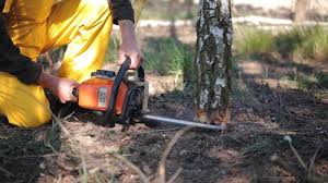 Best Tree Risk Assessment  in Lancaster, SC