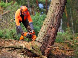 Best Utility Line Clearance  in Lancaster, SC